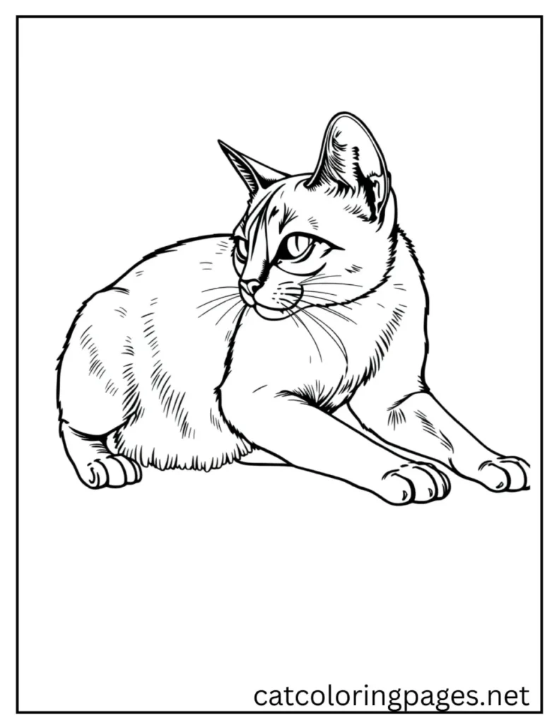 simple_and_easy_adult_cat_coloring_page